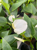 2" Pot Anthurium White Champion