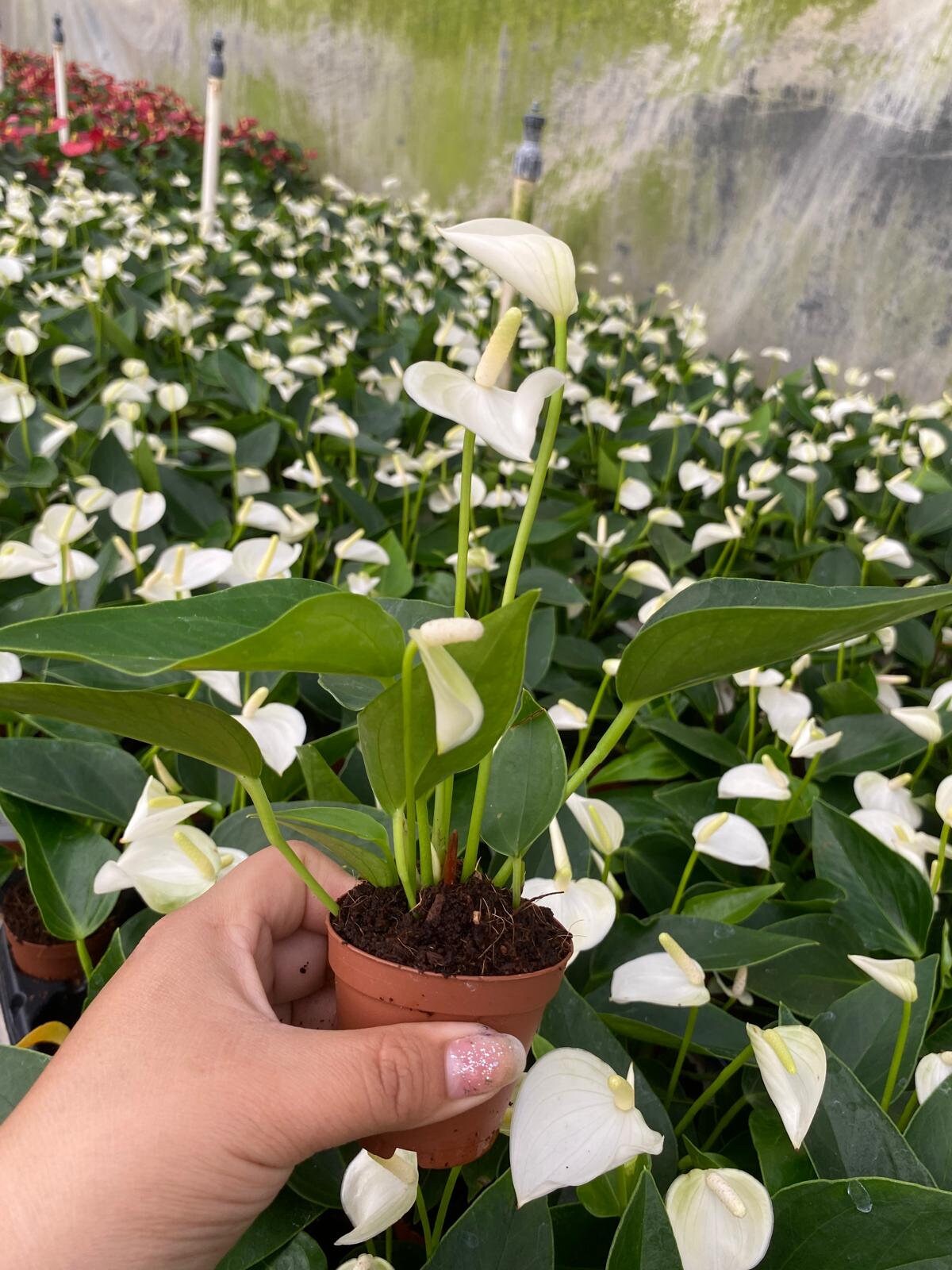 2" Pot Anthurium White Champion