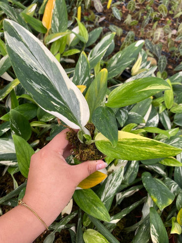 Monstera Standleyana Albo Variegata