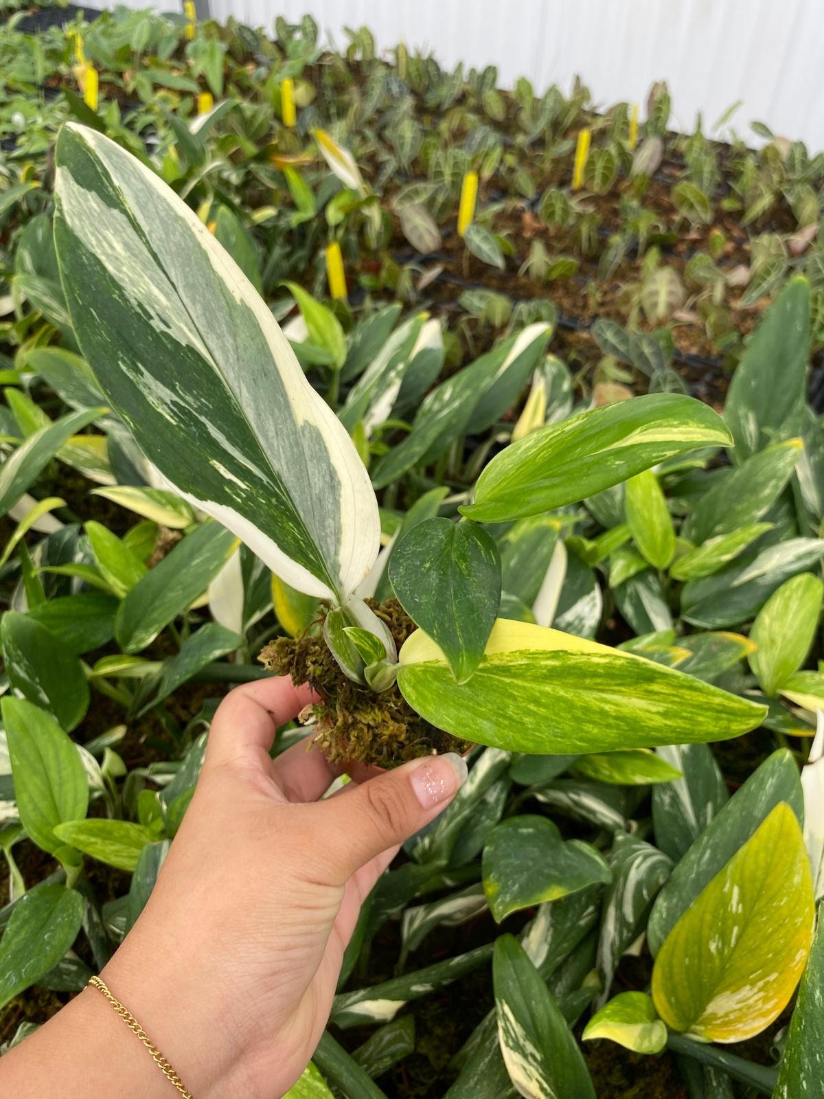 Monstera Standleyana Albo Variegata