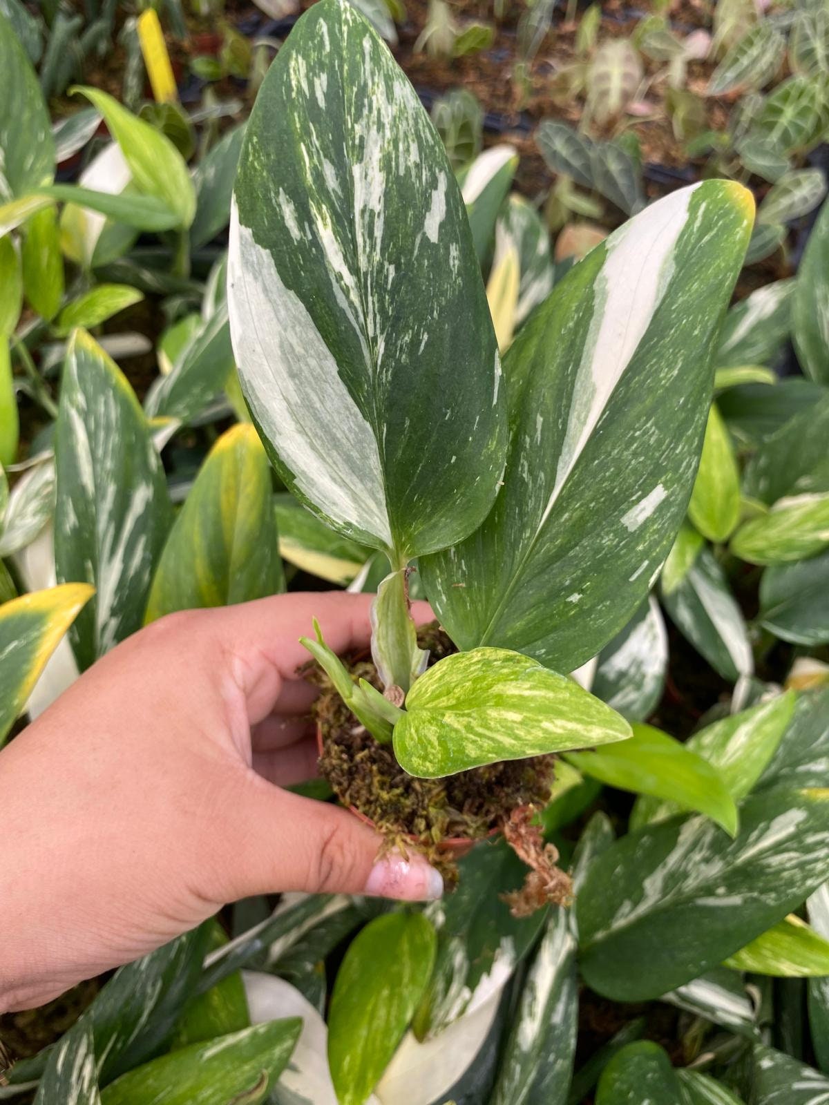Monstera Standleyana Albo Variegata