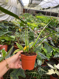 Philodendron Joepii "Rare Plant)