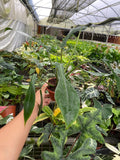 Philodendron Joepii "Rare Plant)
