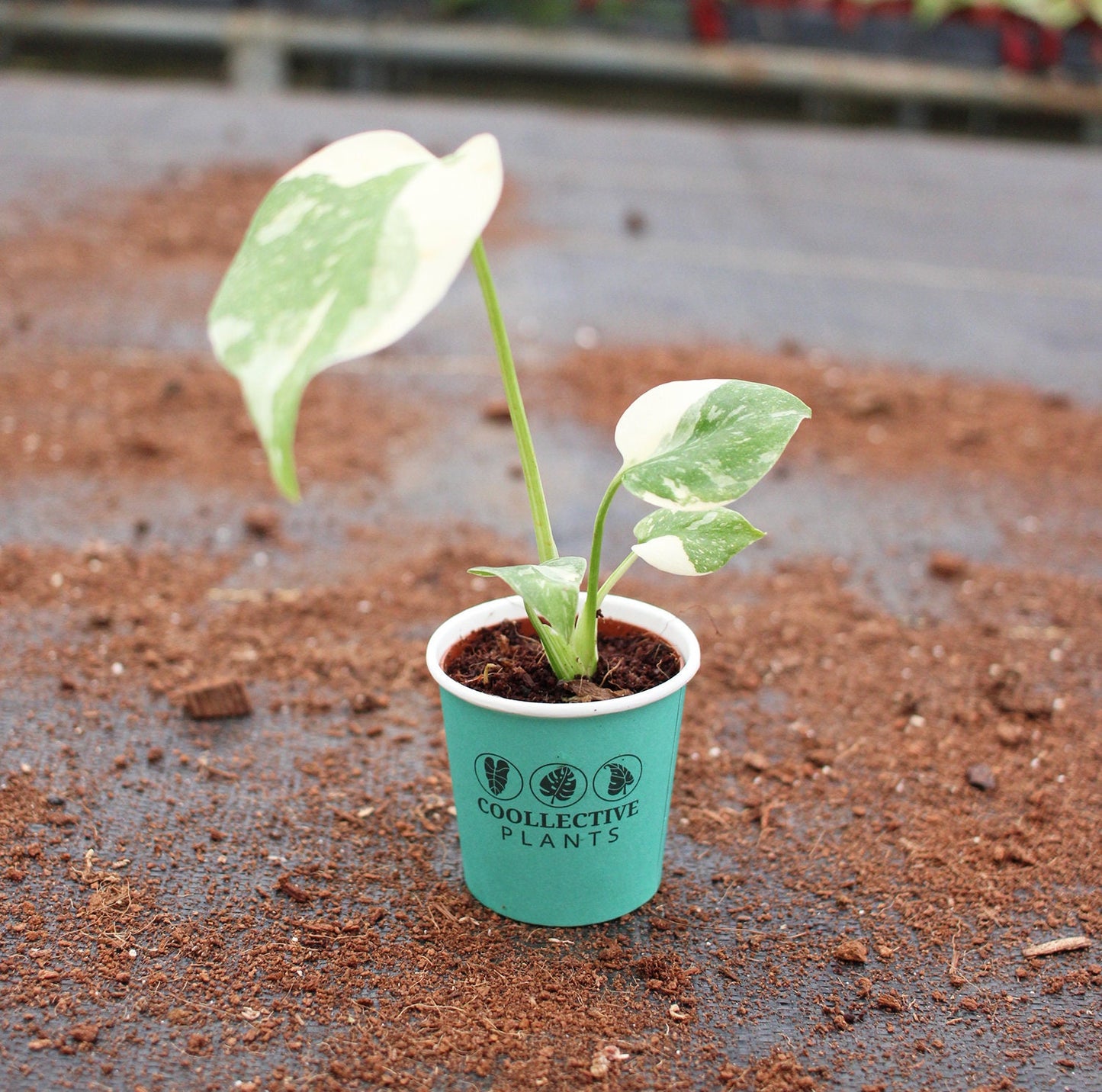 Monstera Thai Constellation : Indoor Plants - Easy Care Houseplant - Starter Plant ,Live Indoor, Easy to Grow - Beginner Plant