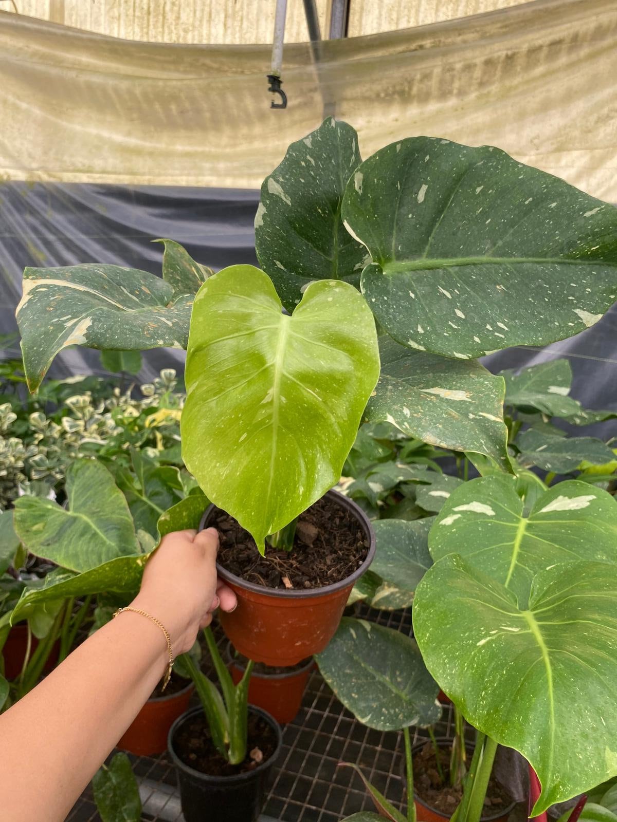 Monstera Thai Constellation : Indoor Plants - Easy Care Houseplant - Starter Plant ,Live Indoor, Easy to Grow - Beginner Plant
