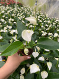 2" Pot Anthurium White Champion