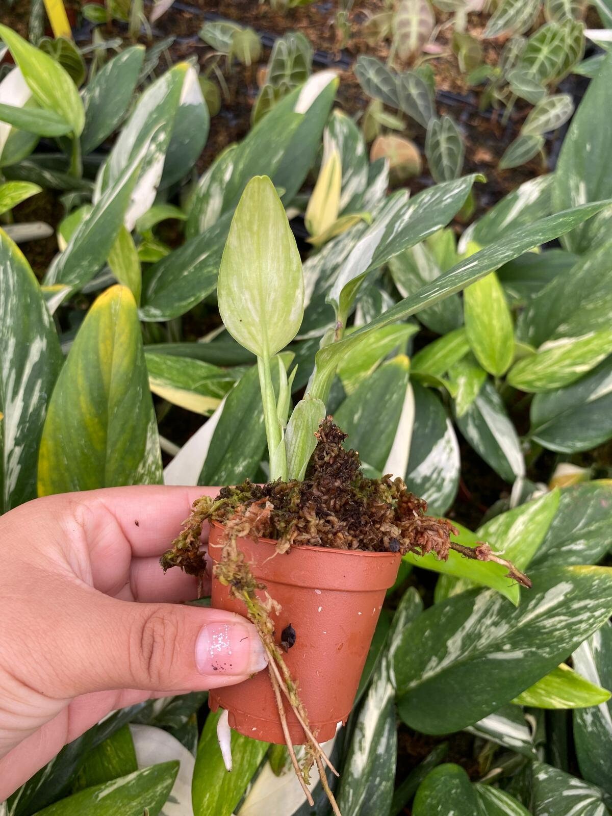 Monstera Standleyana Albo Variegata