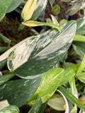 Monstera Standleyana Albo Variegata