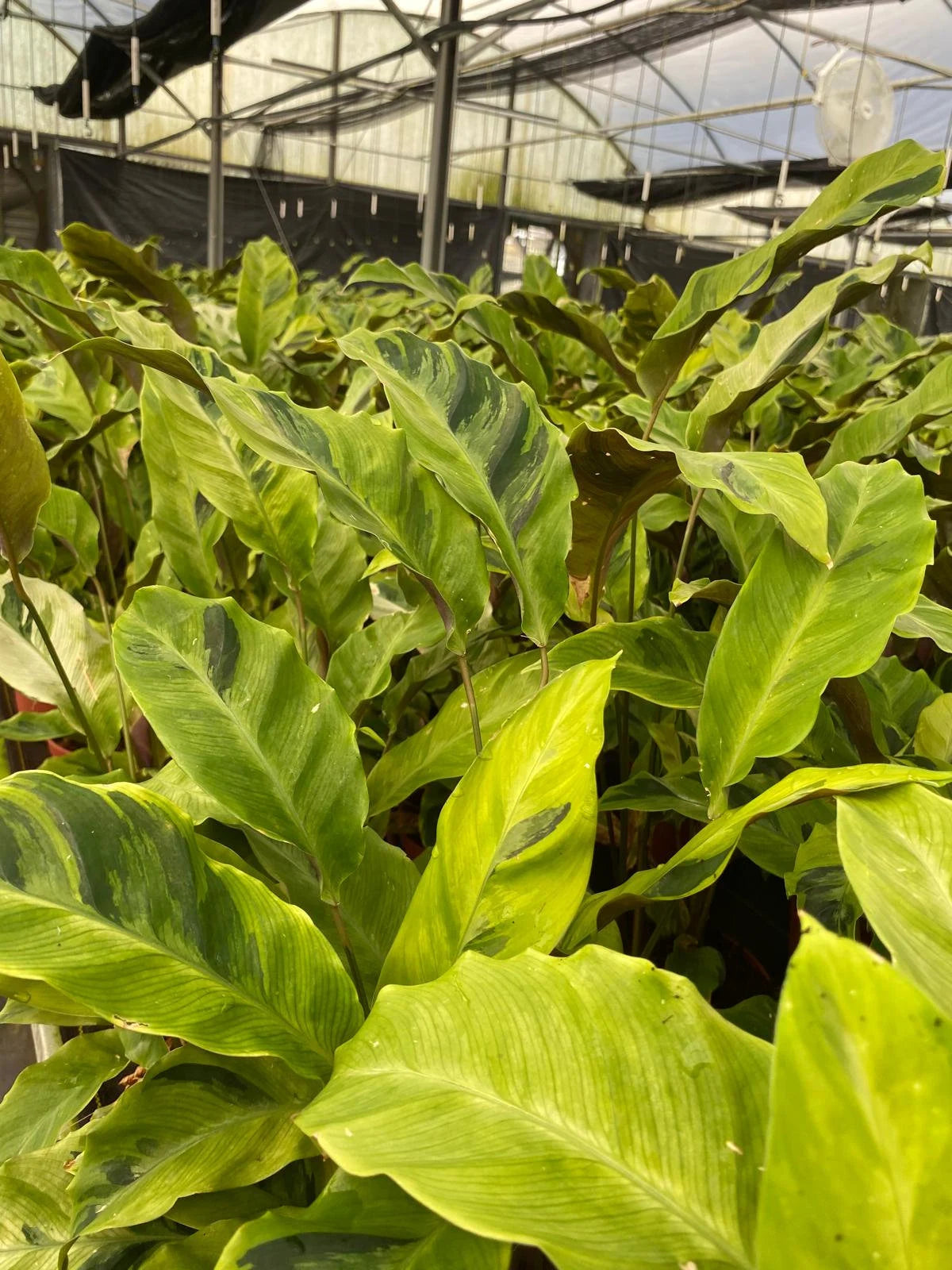 Calathea Yellow Fusion