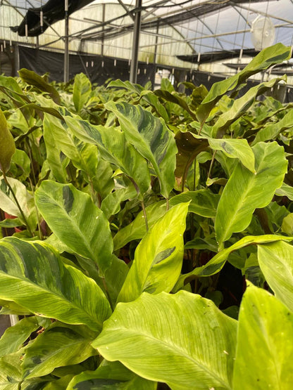 Calathea Yellow Fusion