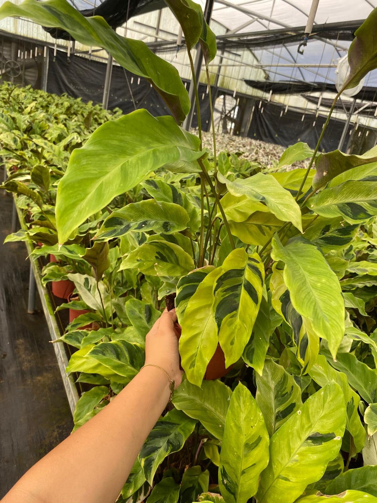 Calathea Yellow Fusion