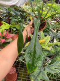 Philodendron Joepii "Rare Plant)