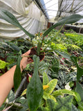Philodendron Joepii "Rare Plant)