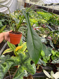 Philodendron Joepii "Rare Plant)