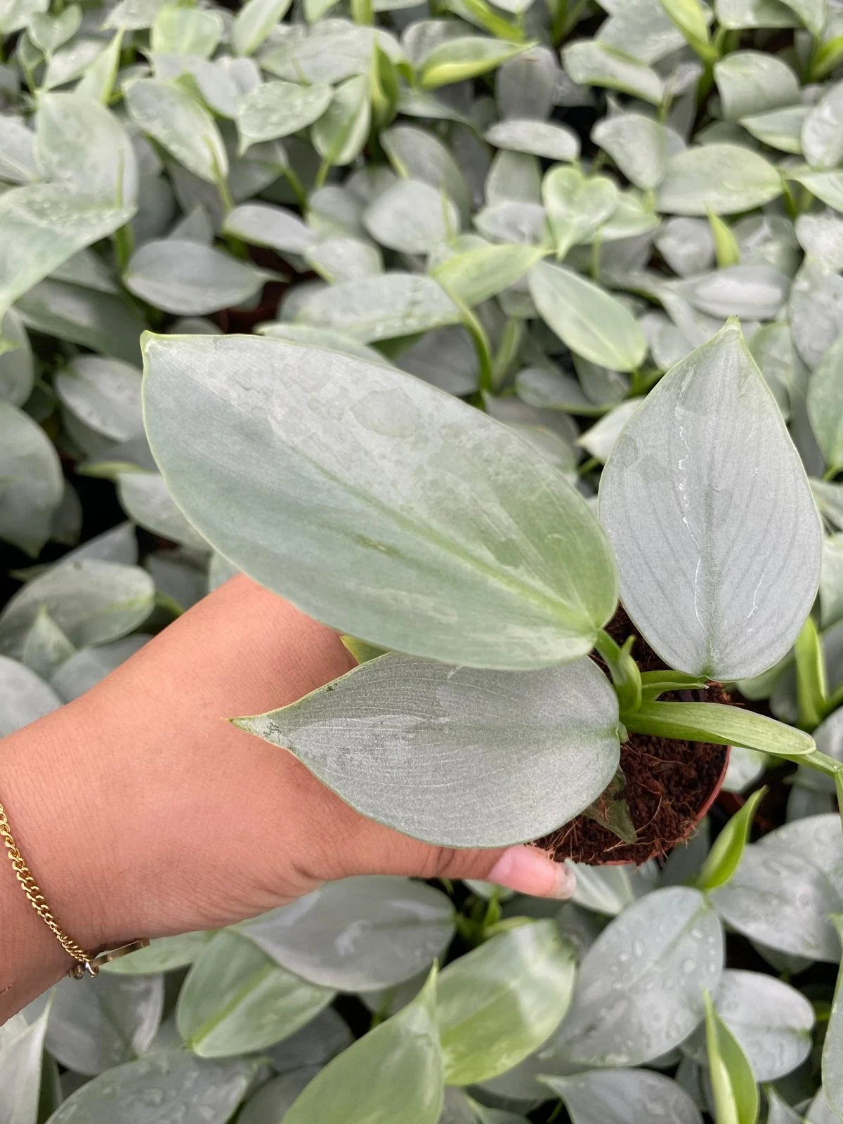 Philodendron Hastatum 'Silver Sword' **** RARE FIND ****