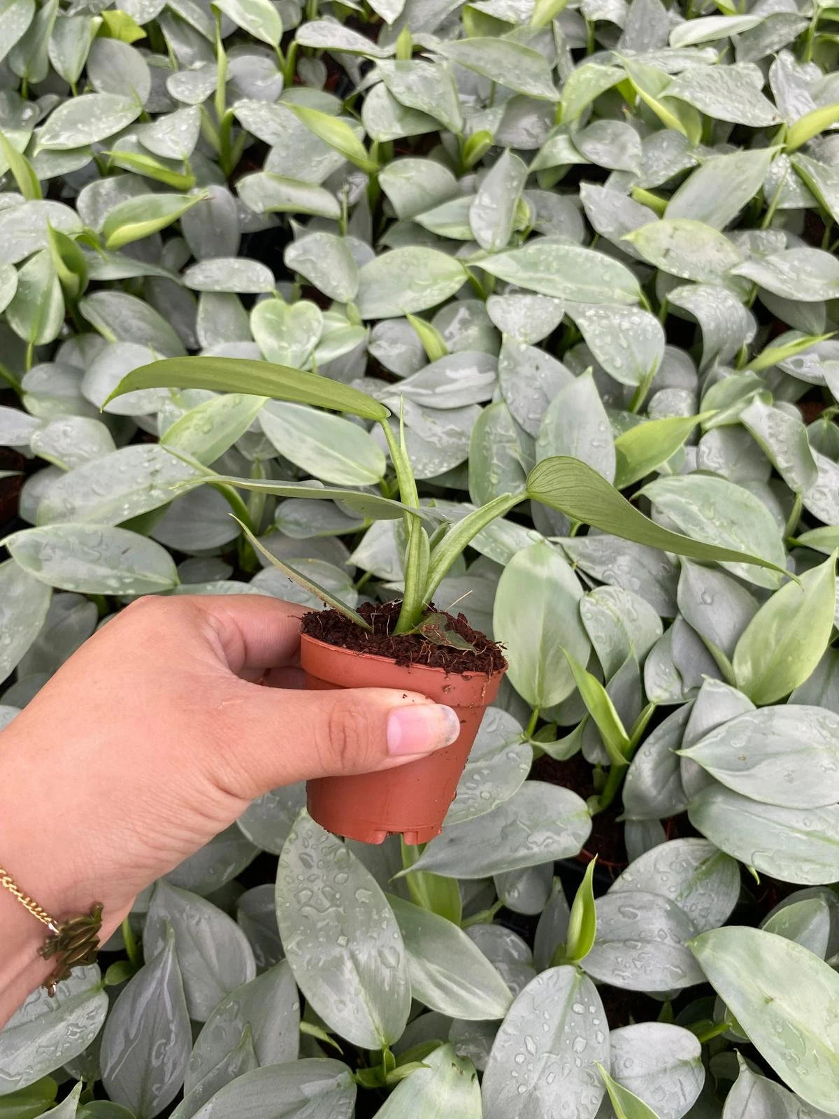 Philodendron Hastatum 'Silver Sword' **** RARE FIND ****