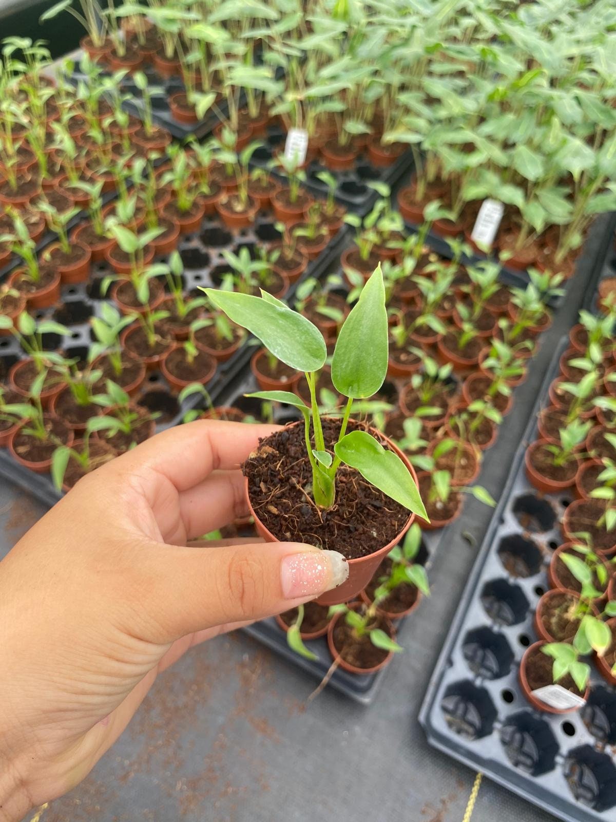 2" Baby Plant/4"/6" Alocasia Tiny Dancer