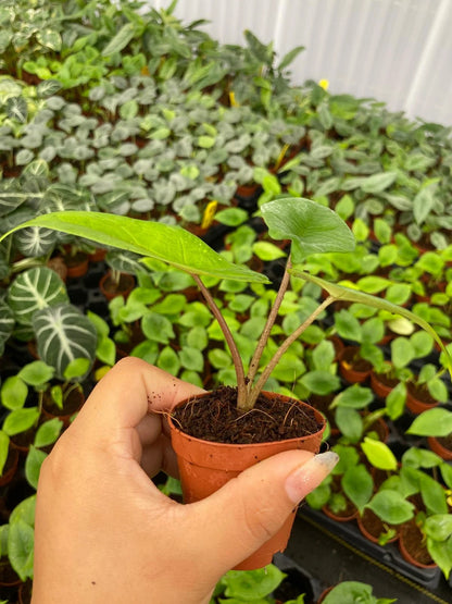 Alocasia Scalprum Rare Jewel Live Plant