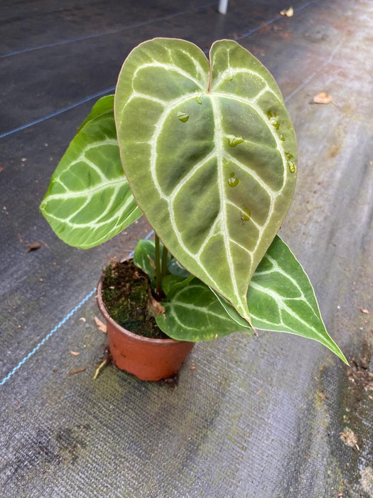 anthurium crystallinum rare Anthurium Crystallinum (rare plant)