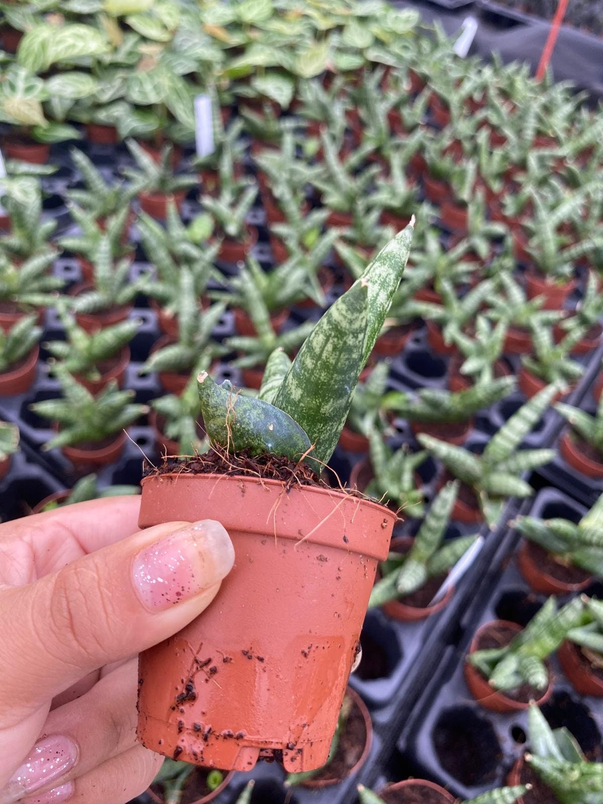 Sanseveria Boncellensis