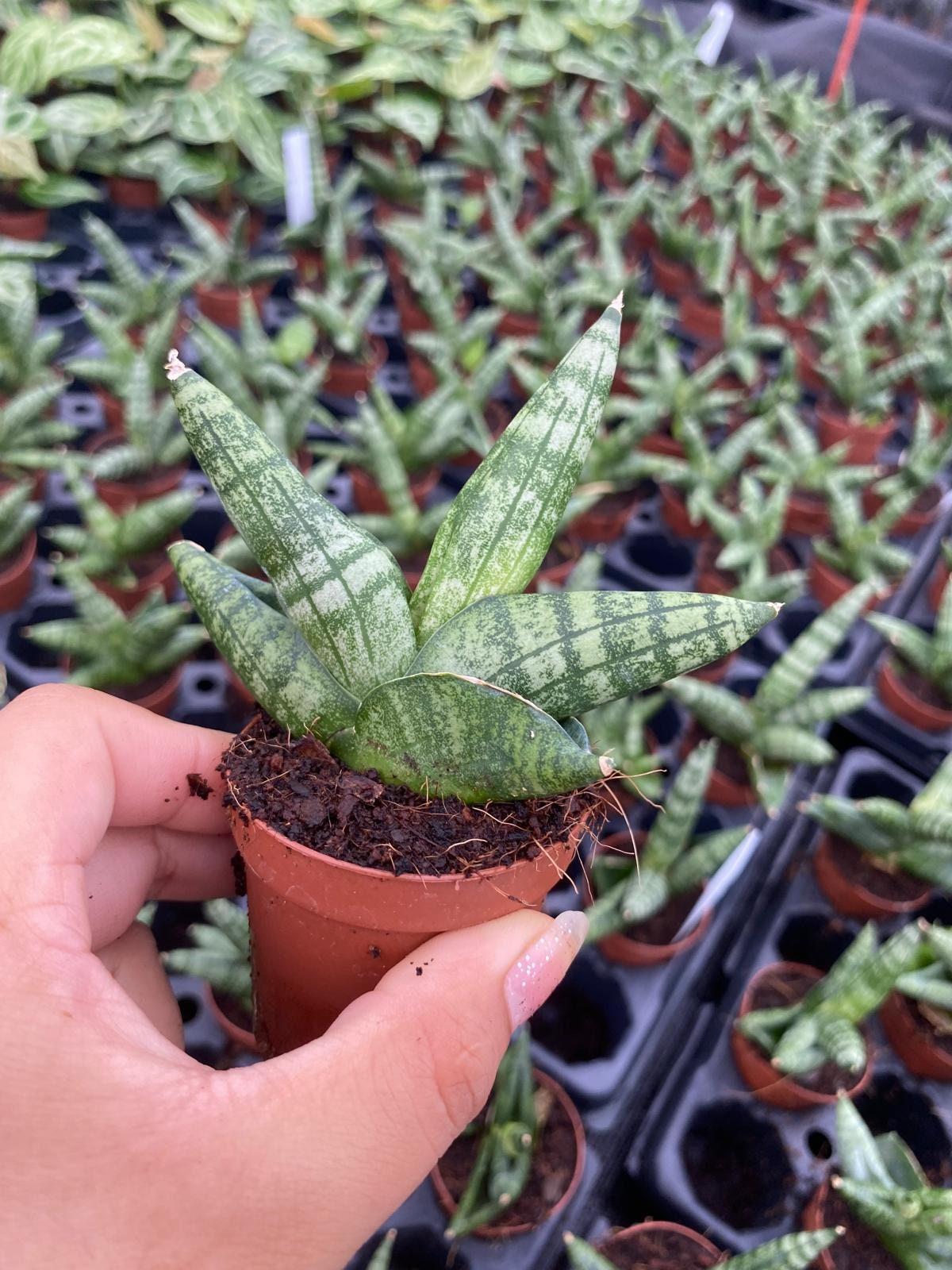 Sanseveria Boncellensis