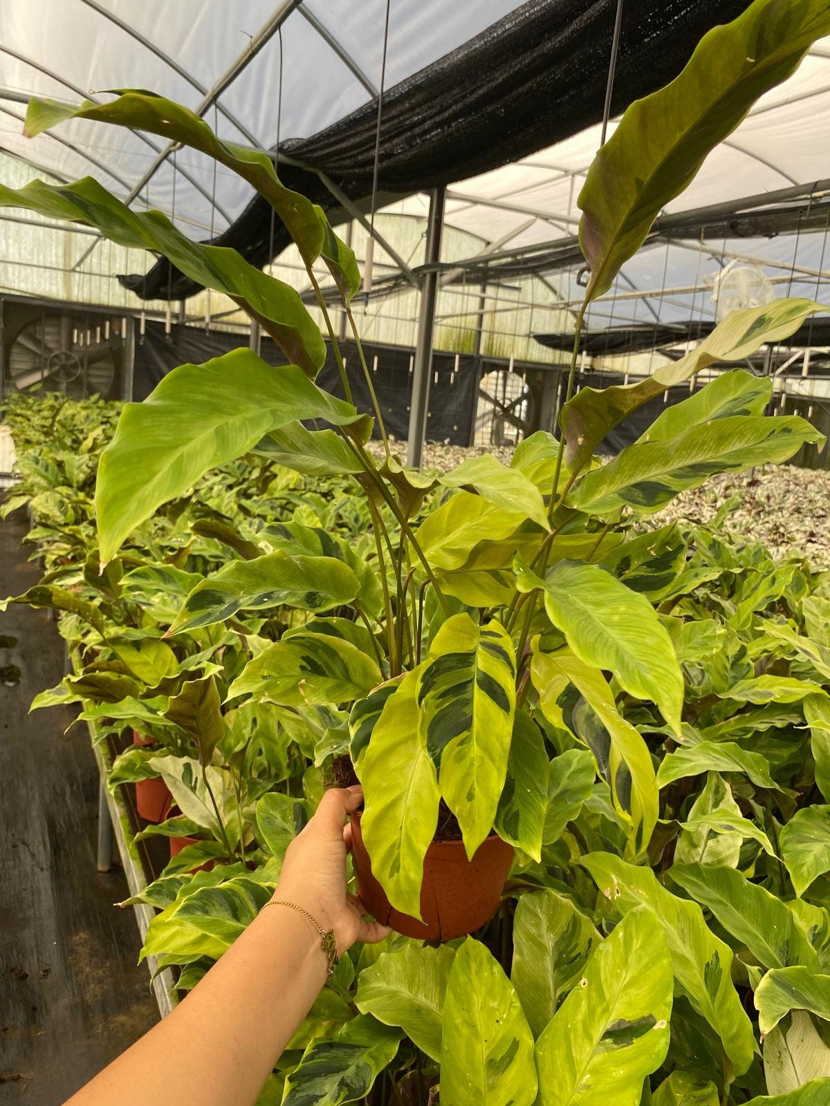 Calathea Yellow Fusion