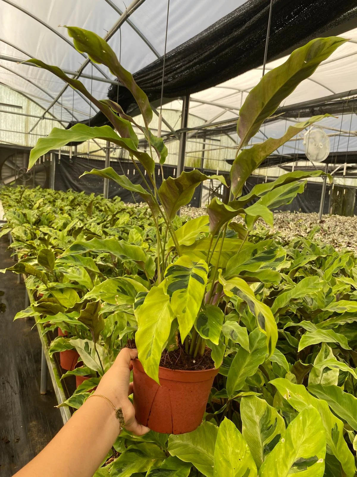 Calathea Yellow Fusion – Coollective Plants