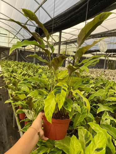 Calathea Yellow Fusion