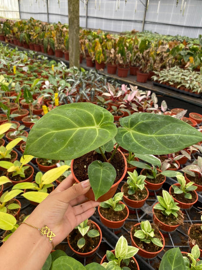 Anthurium Forgetti