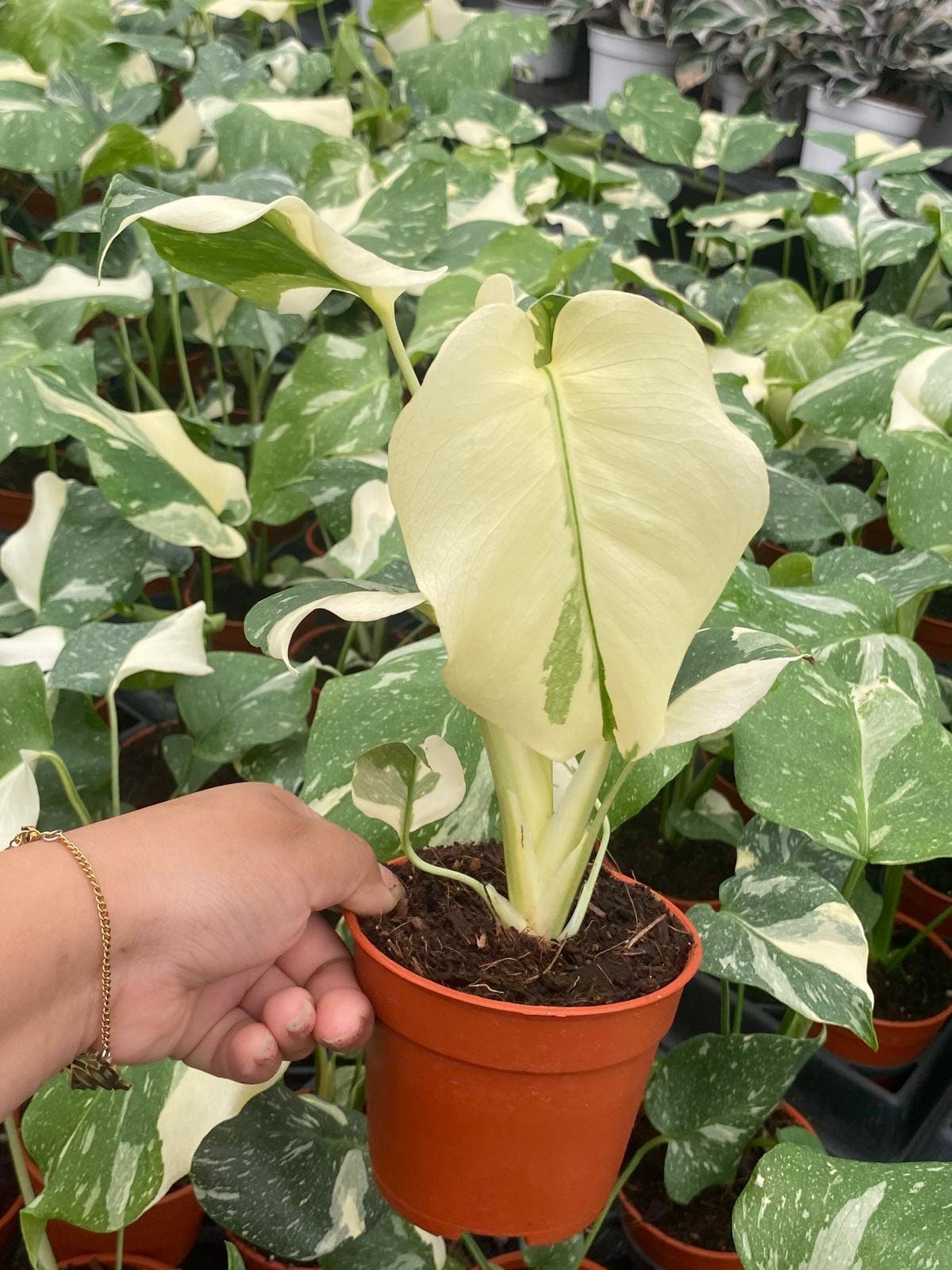 Monstera Thai Constellation : Indoor Plants - Easy Care Houseplant - Starter Plant ,Live Indoor, Easy to Grow - Beginner Plant