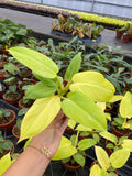 Philodendron Golden Melinonii