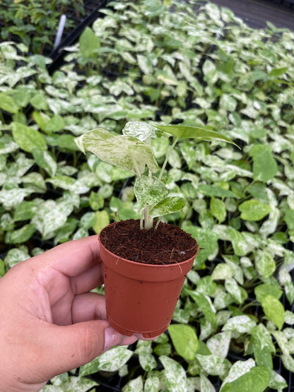 Alocasia Macrorrhiza Camouflage Variegated "High pink color" Indoor Plants -Easy Care Houseplant - Starter Plant, Live, Easy to Grow