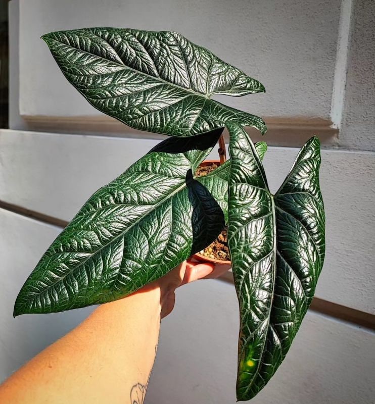 Alocasia Scalprum - Rare plant - House plant