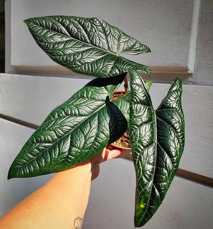 Alocasia Scalprum Rare Jewel Live Plant