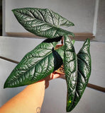 Alocasia Scalprum - Rare plant - House plant