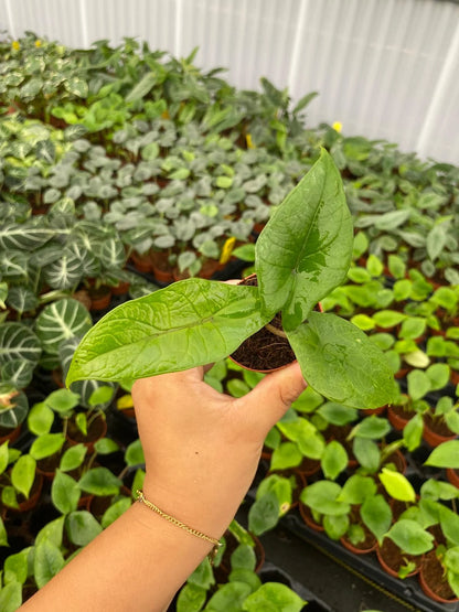 Alocasia Scalprum Rare Jewel Live Plant
