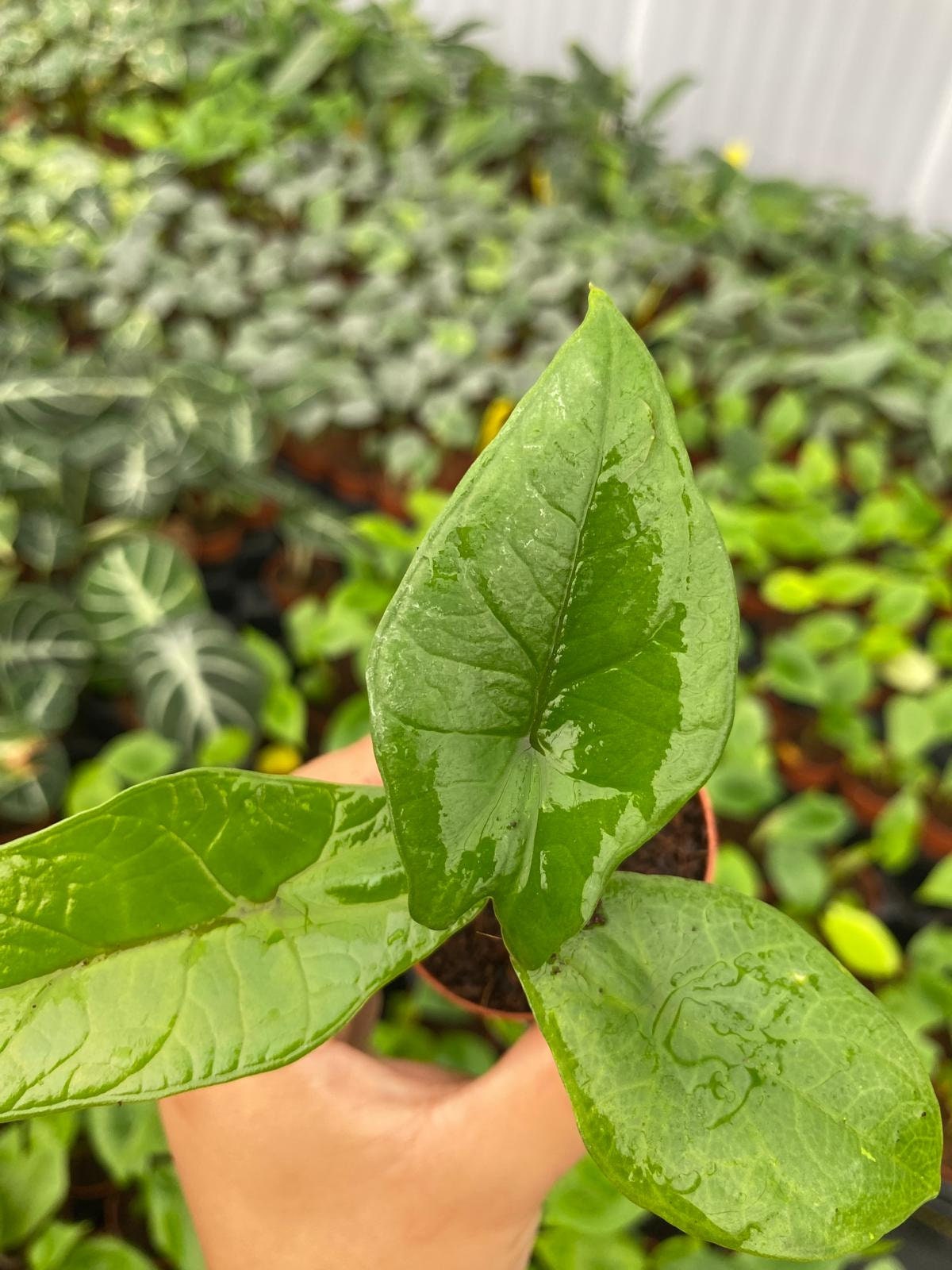 Alocasia Scalprum - Rare plant - House plant