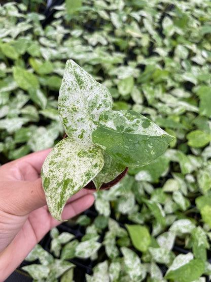 Alocasia Macrorrhiza Camouflage Variegated "High pink color" Indoor Plants -Easy Care Houseplant - Starter Plant, Live, Easy to Grow