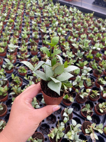 Hoya Krohniana Eskimo 2 Inch Plant | Rare Wax Plant Indoor