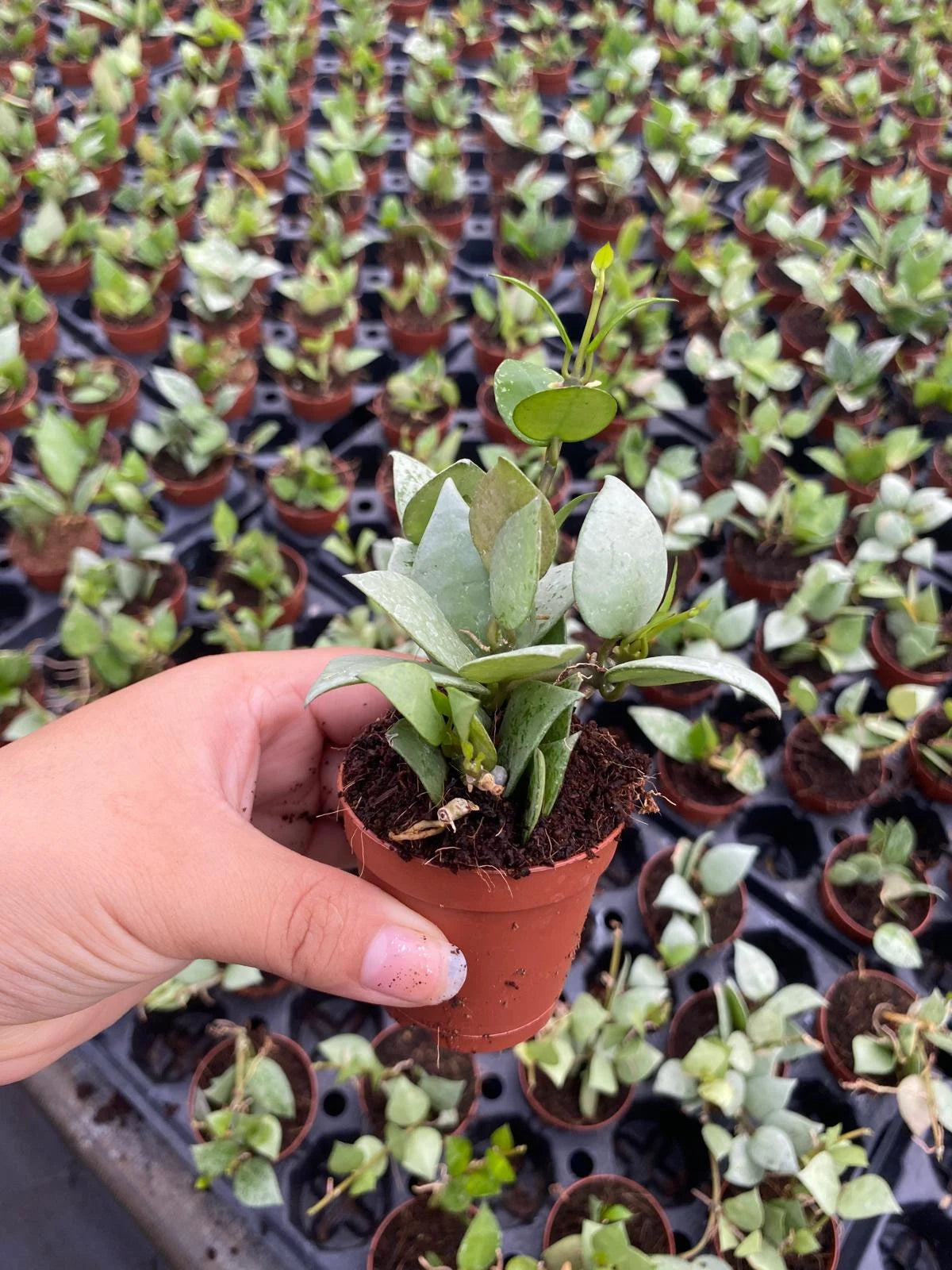 Hoya Krohniana Eskimo 2 Inch Plant | Rare Wax Plant Indoor