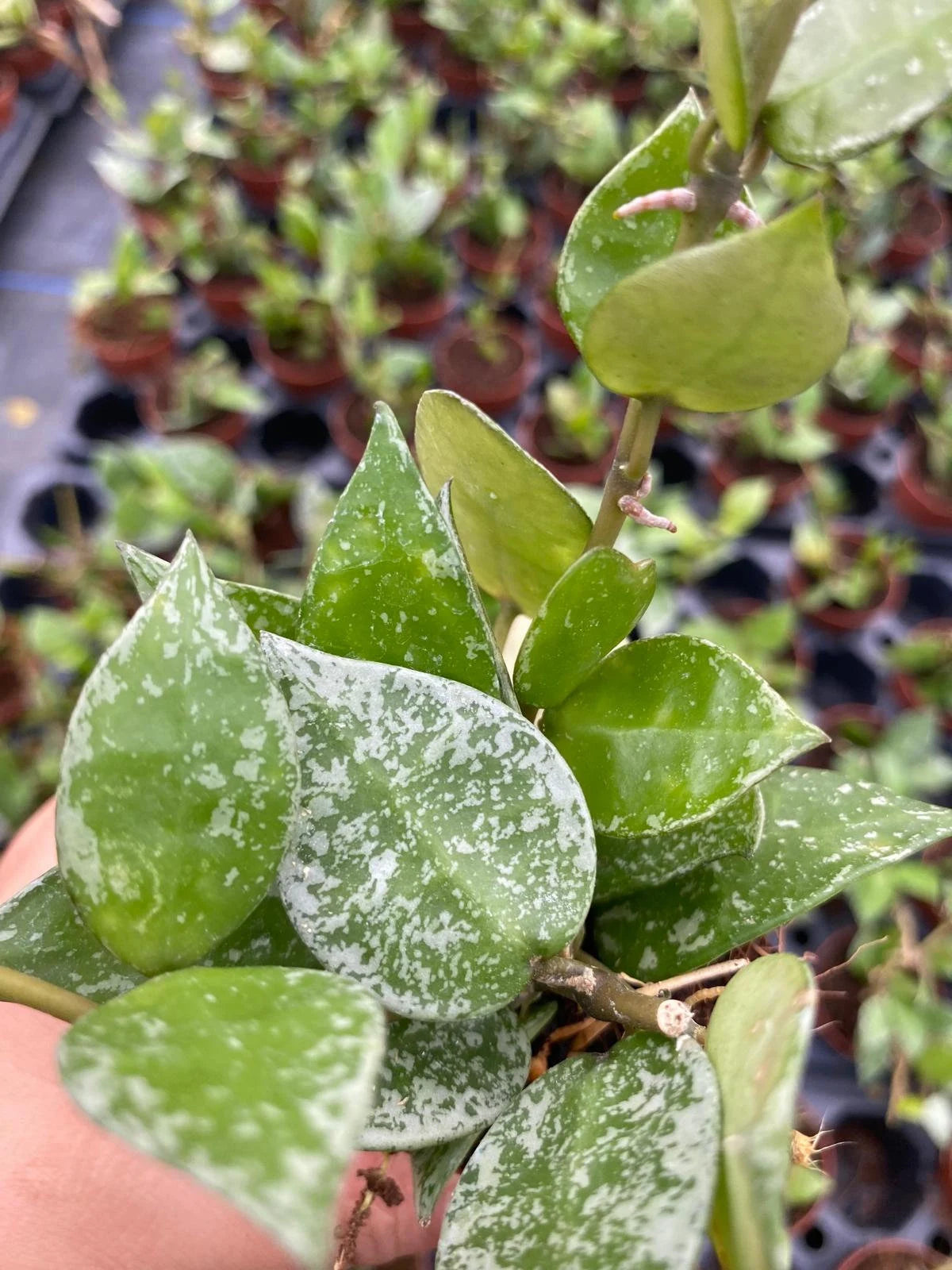 Hoya Krohniana Splash 2 Inch Plant | Rare Silver Variegated Hoya