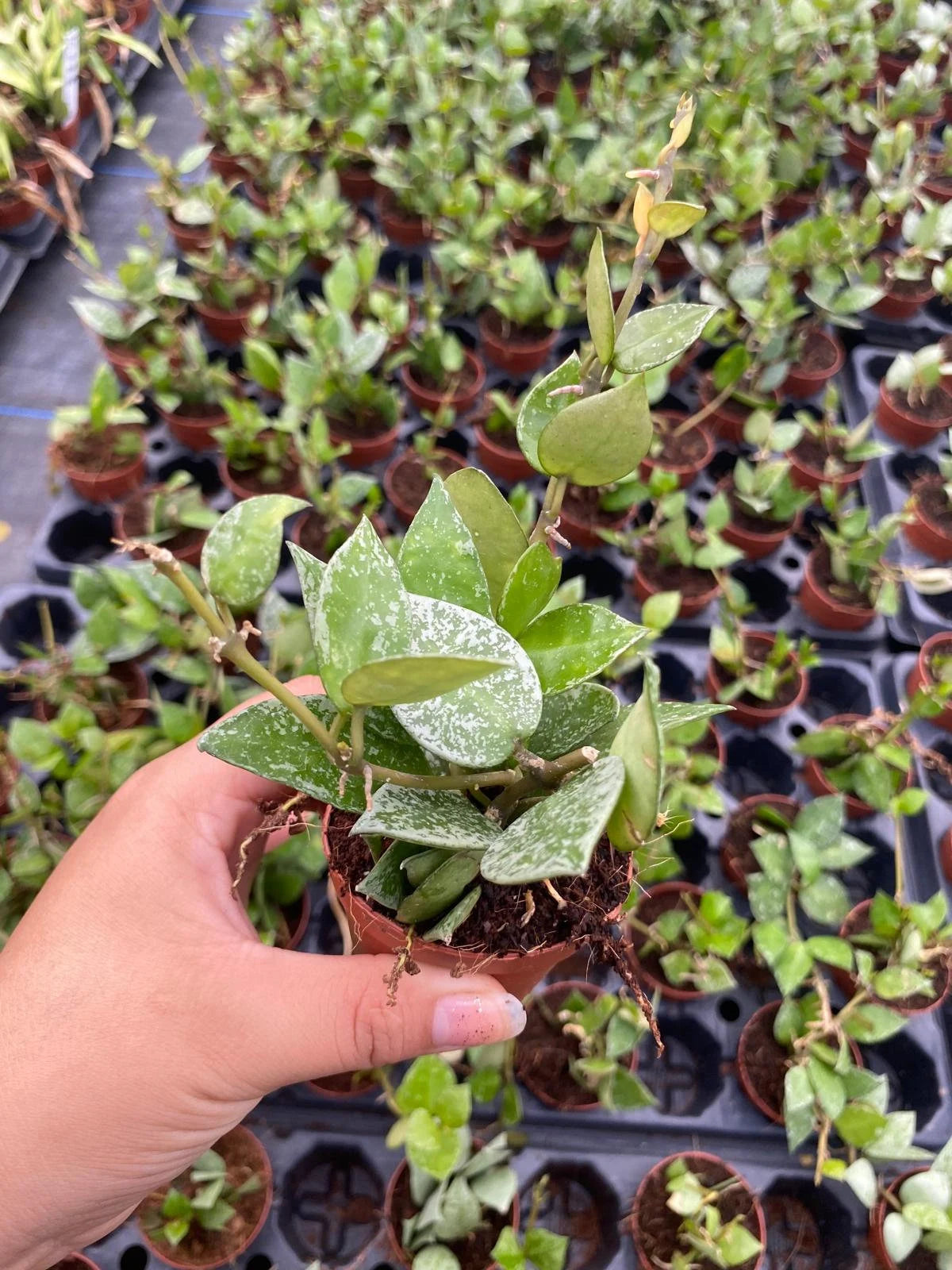 Hoya Krohniana Splash 2 Inch Plant | Rare Silver Variegated Hoya