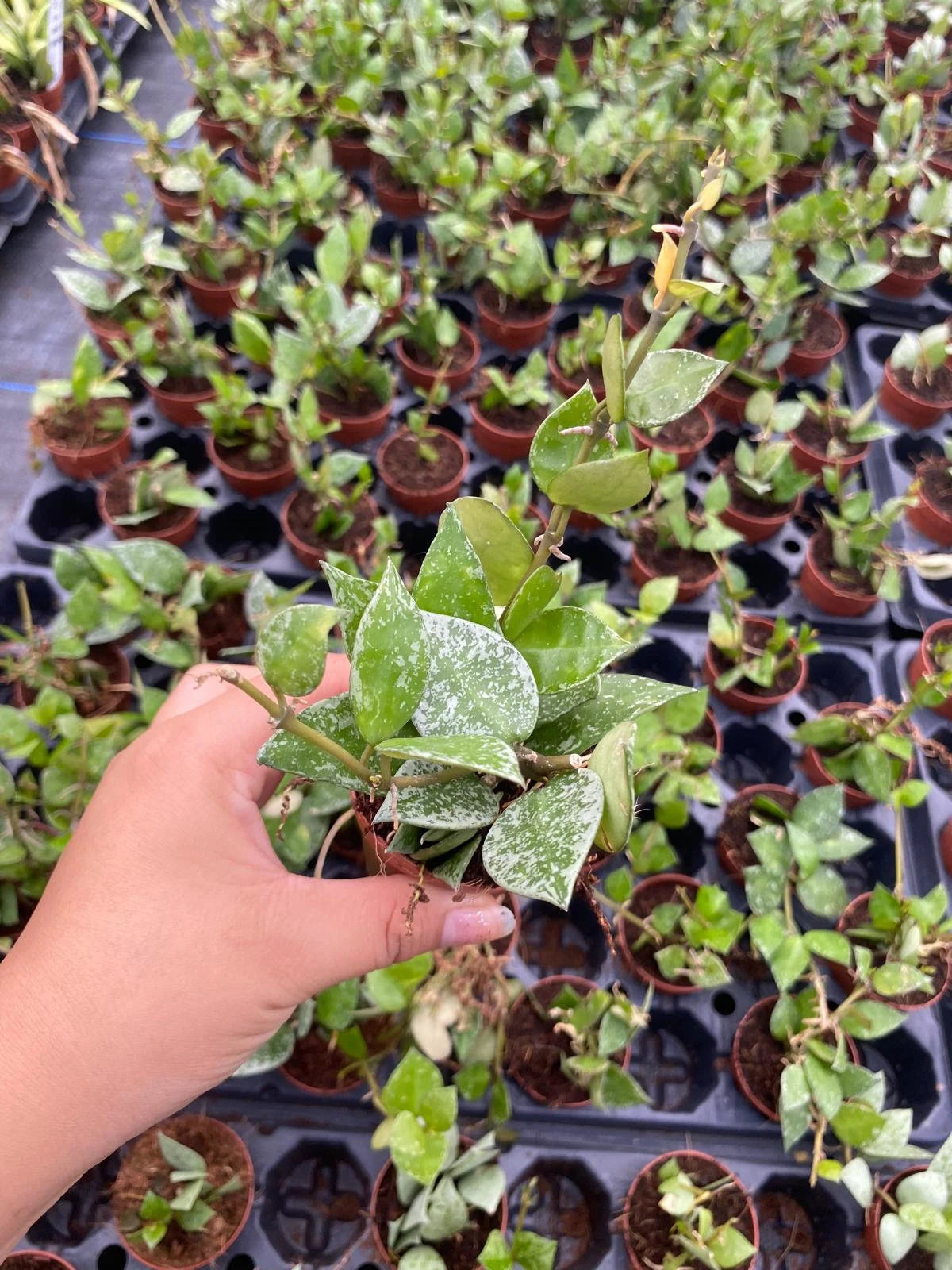 Hoya Krohniana Splash 2 Inch Plant | Rare Silver Variegated Hoya