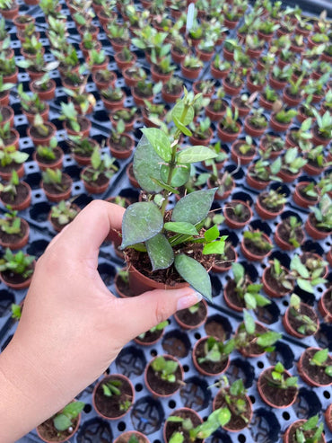 Hoya Krohniana Black 2 Inch Plant | Rare Dark Leaf Indoor Hoya