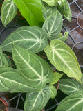 Anthurium Villenaorum