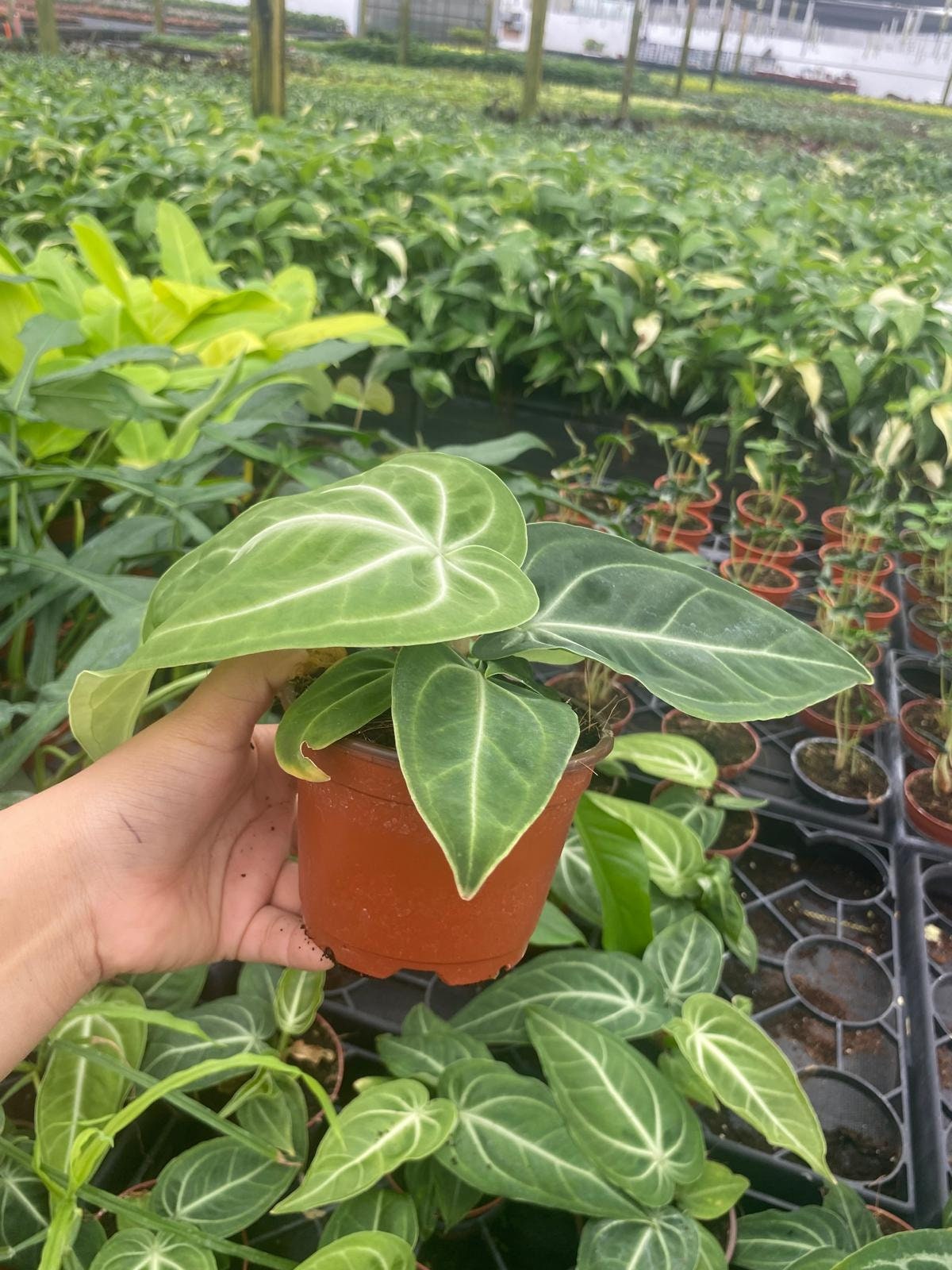 Anthurium Villenaorum