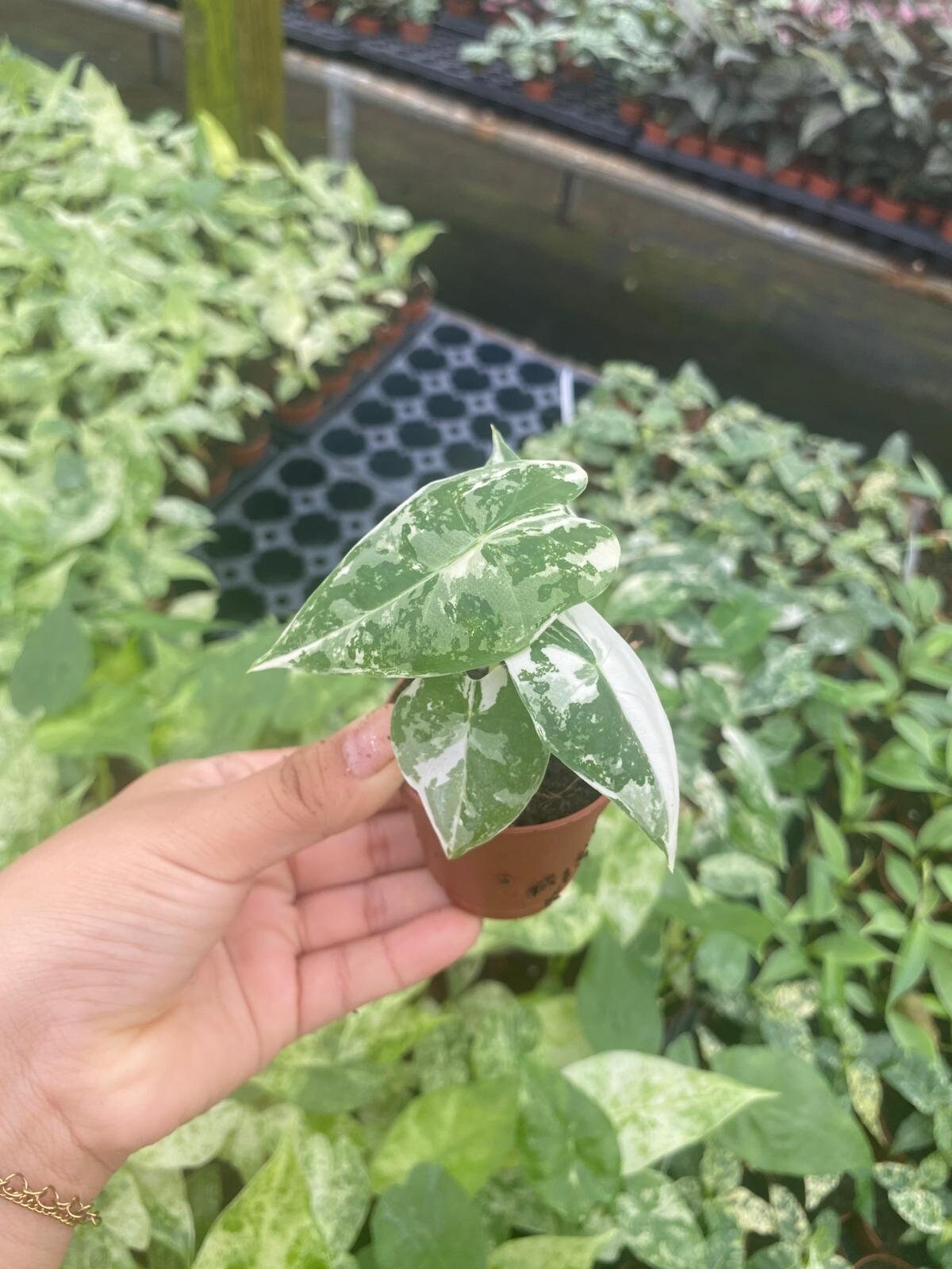 Alocasia Variegated 'Frydek'