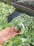 Alocasia Variegated 'Frydek'