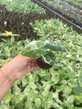 Alocasia Variegated 'Frydek'