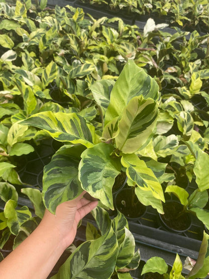 Calathea Yellow Fusion